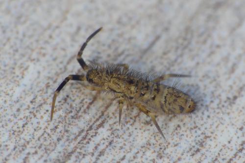 Réf. 303 390 : Orchesella villosa